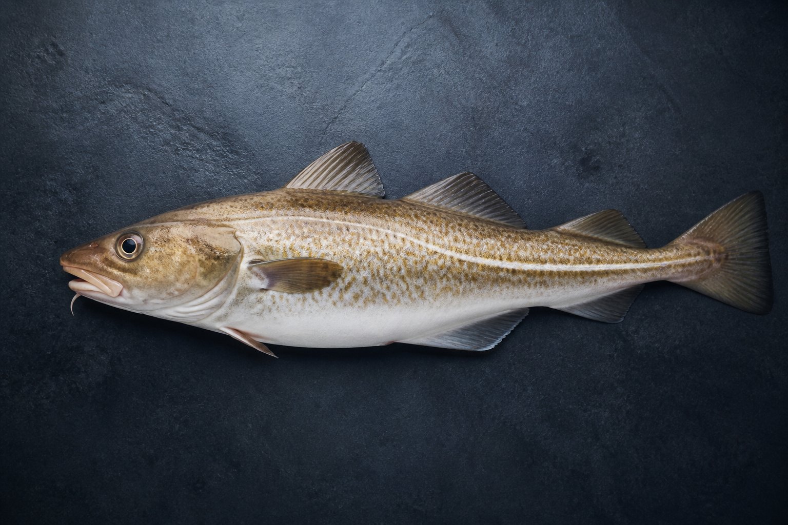 Cały dorsz atlantycki — Gadus morhua