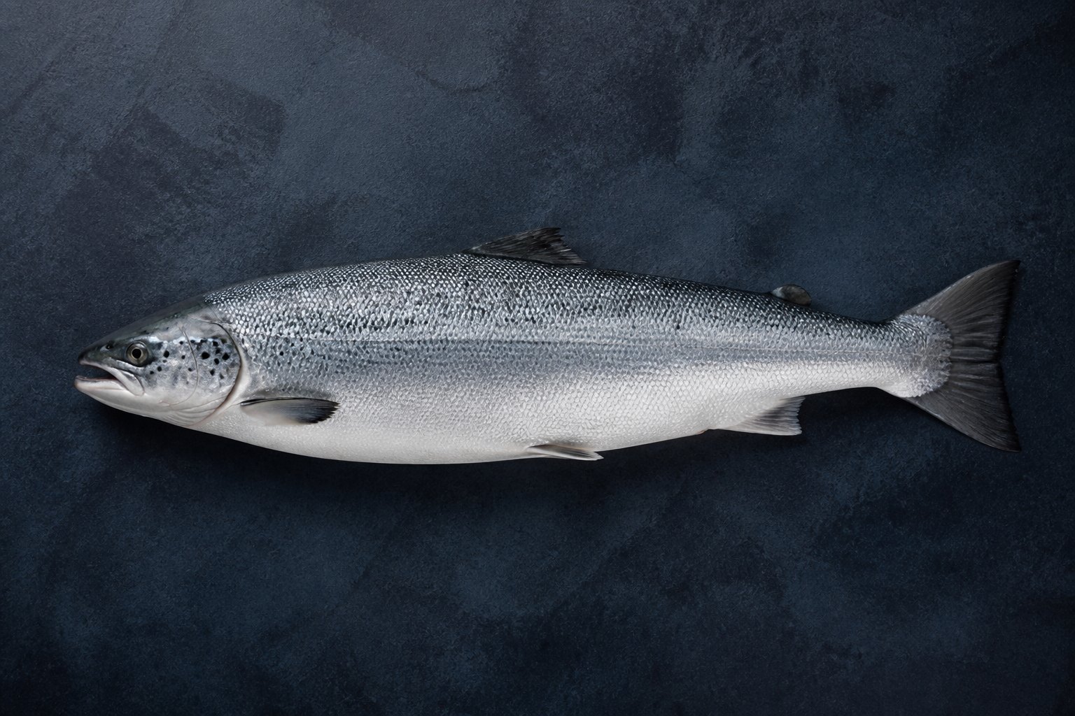 Cały łosoś atlantycki — Salmo salar