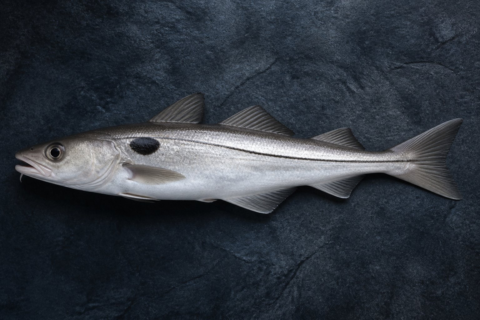 Cały plamiak, haddock — Melanogrammus aeglefinus